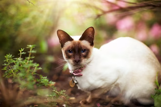 Diese 12 Katzenrassen trotzen der Zeit mit ihrer langen Lebensspanne
