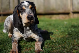 Bluetick Coonhound: Bluethouet kutyafajta: Kutyafajták jellemzői és gondozása