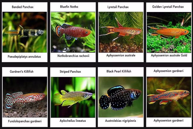 Minden, amit a Killifish-ről tudni kell